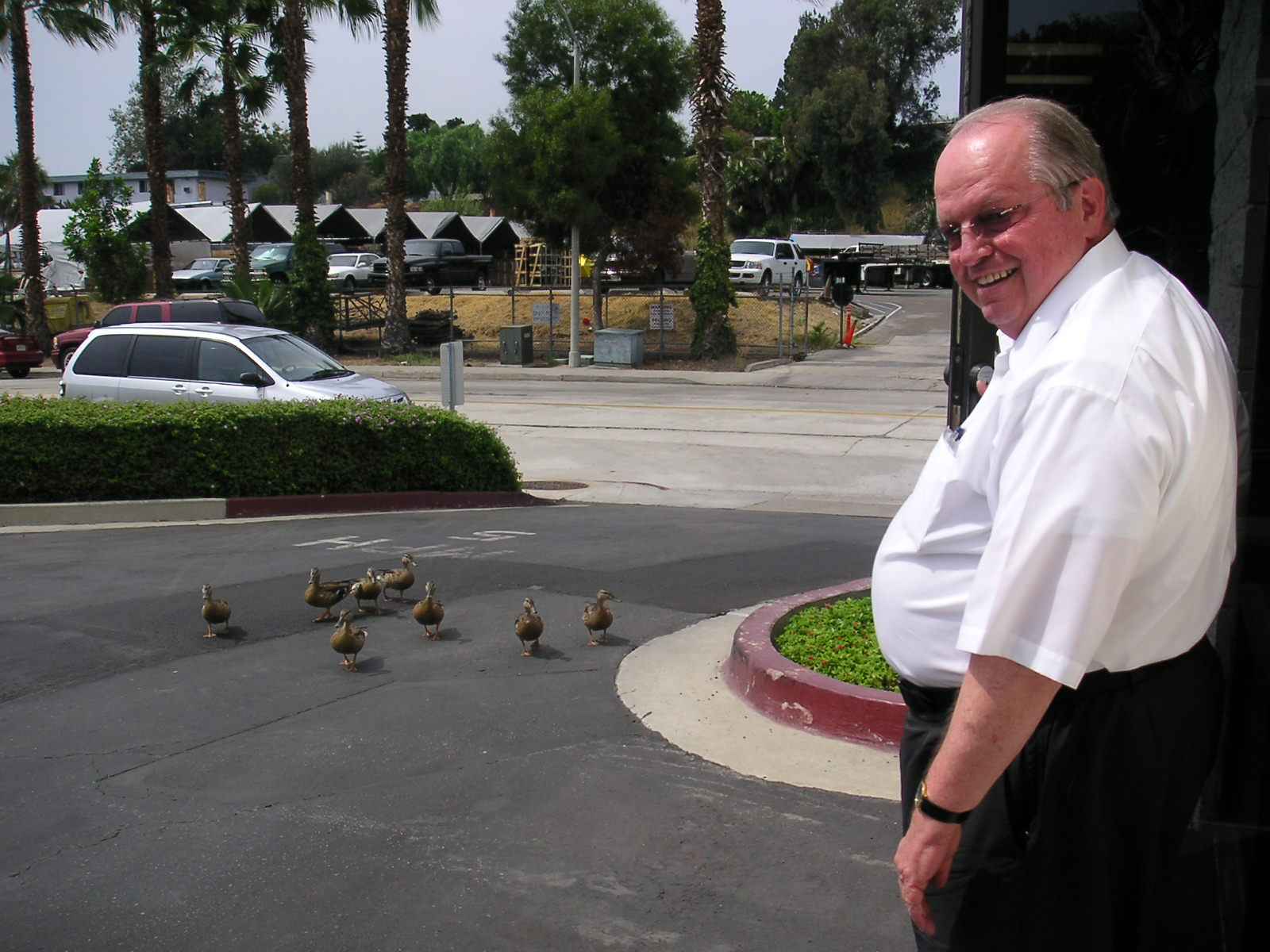 Office ducks!